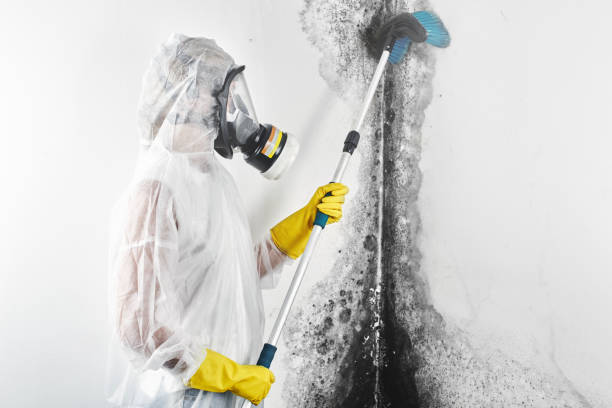 Best Mold-Related Health Consultation  in Boles Acres, NM