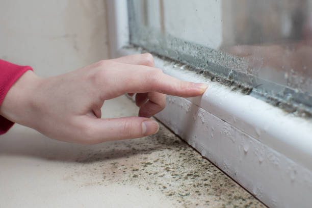 Best Air Quality Testing for Mold Spores  in Boles Acres, NM