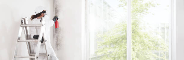 Best Commercial Mold Inspection  in Boles Acres, NM